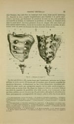 Fig. 8 - Sacrum et coccyx - Nouveaux éléments d'anatomie descriptive et d'embryologie