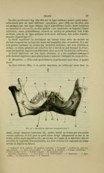 Fig. 10 Maxillaire inférieur face postérieure - Nouveaux éléments d'anatomie descriptive et d'embryo [...]