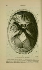 Fig. 12 - Base du crâne, face interne - Nouveaux éléments d'anatomie descriptive et d'embryologie