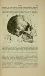 Fig. 13 - Face latérale du crâne - Nouveaux éléments d'anatomie descriptive et d'embryologie