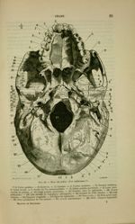 Fig. 14 - Base du crâne : face antérieure - Nouveaux éléments d'anatomie descriptive et d'embryologi [...]