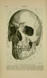 Fig. 15 - Face antérieure du crâne et de la face - Nouveaux éléments d'anatomie descriptive et d'emb [...]