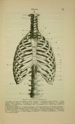 Fig. 16 - Thorax, face antérieure - Nouveaux éléments d'anatomie descriptive et d'embryologie