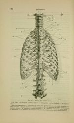 Fig. 17 - Thorax, face postérieure - Nouveaux éléments d'anatomie descriptive et d'embryologie