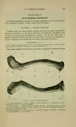 Fig. 18 - Clavicule du côté gauche - Nouveaux éléments d'anatomie descriptive et d'embryologie