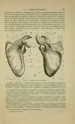 Fig. 19 - Omoplate du côté gauche - Nouveaux éléments d'anatomie descriptive et d'embryologie