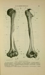 Fig. 20 - Humérus du côté gauche - Nouveaux éléments d'anatomie descriptive et d'embryologie