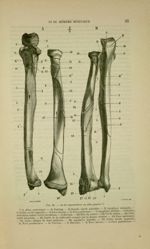 Fig. 21 - Os de l'avant-bras du côté gauche - Nouveaux éléments d'anatomie descriptive et d'embryolo [...]