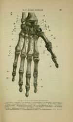 Fig. 22 - Os de la main gauche ; face antérieure - Nouveaux éléments d'anatomie descriptive et d'emb [...]
