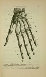Fig. 23 - Os de la main gauche ; face postérieure - Nouveaux éléments d'anatomie descriptive et d'em [...]