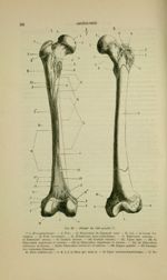 Fig. 26. Fémur du côté gauche - Nouveaux éléments d'anatomie descriptive et d'embryologie