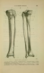 Fig.  27 - Os de la jambe gauche - Nouveaux éléments d'anatomie descriptive et d'embryologie