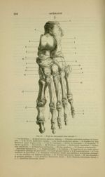 Fig. 28 - Pied du côté gauche face dorsale - Nouveaux éléments d'anatomie descriptive et d'embryolog [...]