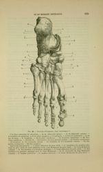 Fig. 29 - Pied du côté gauche, face inférieure - Nouveaux éléments d'anatomie descriptive et d'embry [...]