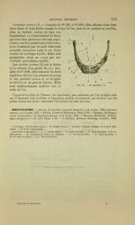 Fig. 36 - Os hyoïdien - Nouveaux éléments d'anatomie descriptive et d'embryologie