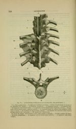 Fig. 33 - Articulations vertébrales et costo-vertébrales, face postérieure - Nouveaux éléments d'ana [...]