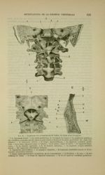 Fig. 35 - Ligaments des articulations de l'atlas, de l'axis et de l'occipital - Nouveaux éléments d' [...]
