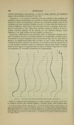 Fig. 36 - Courbure de la colonne vertébrale dans diverses conditions - Nouveaux éléments d'anatomie  [...]