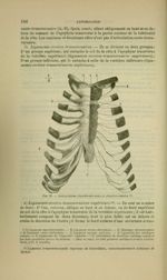 Fig. 39 - Articulations chondro-sternales et chondro-costales - Nouveaux éléments d'anatomie descrip [...]