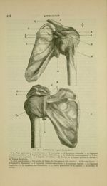 Fig. 41 - Articulation scapulo-humérale - Nouveaux éléments d'anatomie descriptive et d'embryologie
