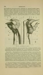 Fig. 42 - Articulations du coude - Nouveaux éléments d'anatomie descriptive et d'embryologie