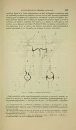 Fig. 43 - Coupe de l'articulation du coude - Nouveaux éléments d'anatomie descriptive et d'embryolog [...]