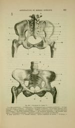 Fig. 48 - Ligaments du bassin - Nouveaux éléments d'anatomie descriptive et d'embryologie