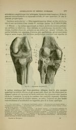 Fig. 53 - Ligaments du genou - Nouveaux éléments d'anatomie descriptive et d'embryologie
