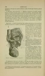 Fig. 56 - Ligament postérieurs du pied - Nouveaux éléments d'anatomie descriptive et d'embryologie