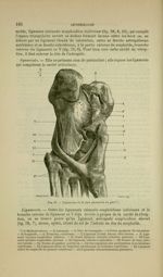 Fig. 57 - Ligaments de la face plantaire du pied - Nouveaux éléments d'anatomie descriptive et d'emb [...]