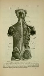 Fig. 62 - Muscles superficiels du dos et de la nuque - Nouveaux éléments d'anatomie descriptive et d [...]