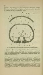Fig. 68 - Aponévroses de l'abdomen ; coupe transversale des parois abdominales - Nouveaux éléments d [...]
