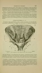 Fig. 70 - Canal inguinal et canal crural, vus par le côté abdominal - Nouveaux éléments d'anatomie d [...]