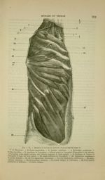 Fig. 71 - Muscles de la région latérale et profonde du tronc - Nouveaux éléments d'anatomie descript [...]
