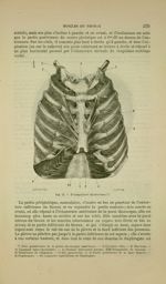 Fig. 72 - Triangulaire du sternum - Nouveaux éléments d'anatomie descriptive et d'embryologie