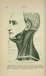 Fig. 75 - Muscle du cou ; couche superficielle - Nouveaux éléments d'anatomie descriptive et d'embry [...]