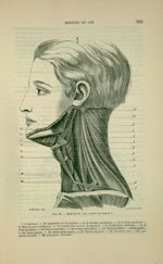 Fig. 76 - Muscles du cou ; couche profonde - Nouveaux éléments d'anatomie descriptive et d'embryolog [...]