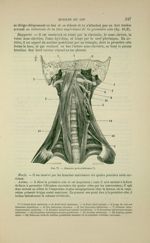 Fig. 77 - Muscles prévertébraux - Nouveaux éléments d'anatomie descriptive et d'embryologie