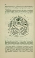Fig. 78 - Coupe horizontale du cou au niveau de la quatrième vertèbre cervicale - Nouveaux éléments  [...]