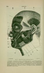 Fig. Muscles de la tête ; couche superficielle - Nouveaux éléments d'anatomie descriptive et d'embry [...]