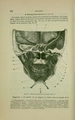 Fig. 82 - Muscles ptérygoïdien (vue postérieure) - Nouveaux éléments d'anatomie descriptive et d'emb [...]