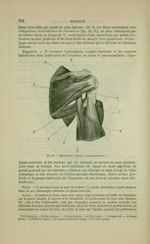 Fig. 83 - Muscles de l'épaule ; face postérieure - Nouveaux éléments d'anatomie descriptive et d'emb [...]
