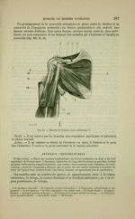 Fig. 85 - Muscles de l'épaule, face antérieure - Nouveaux éléments d'anatomie descriptive et d'embry [...]