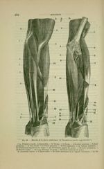 Fig. 86 - Muscles de la région antérieure de l'avant-bras ; partie superficielle - Nouveaux éléments [...]