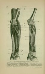 Fig. 87 - Muscles de la région antérieure de l'avant-bras ; partie profonde - Nouveaux éléments d'an [...]