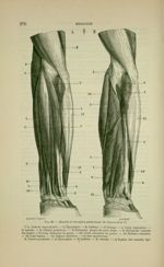 Fig. 88 - Muscles de la région postérieure de l'avant-bras - Nouveaux éléments d'anatomie descriptiv [...]