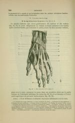 Fig. 89 - Face dorsale de la main - Nouveaux éléments d'anatomie descriptive et d'embryologie