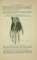 Fig. 90 - Muscles de la main ; couche superficielle - Nouveaux éléments d'anatomie descriptive et d' [...]
