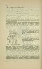 Fig. 92. Muscles interosseux - Nouveaux éléments d'anatomie descriptive et d'embryologie