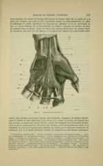 Fig. 95 - Aponévrose palmaire - Nouveaux éléments d'anatomie descriptive et d'embryologie